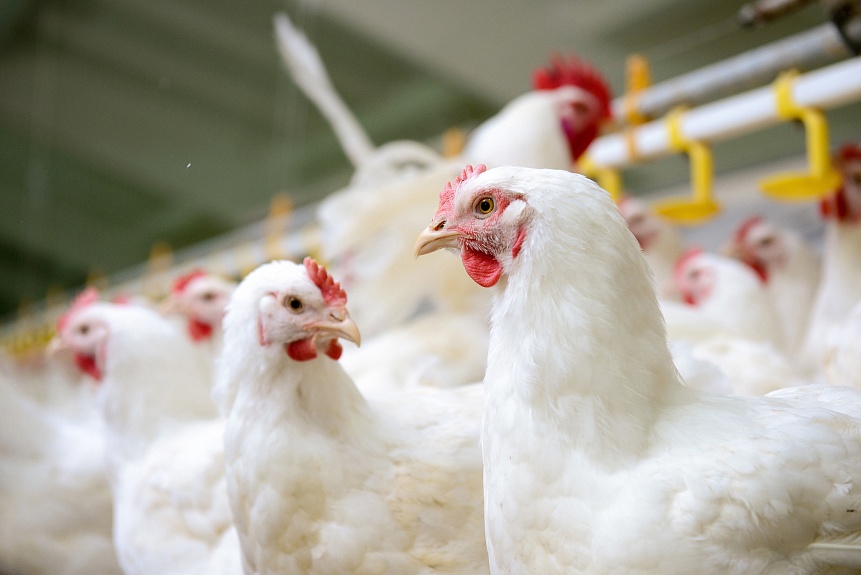 Our Broilers are grown exclusively 100% natural feeds.