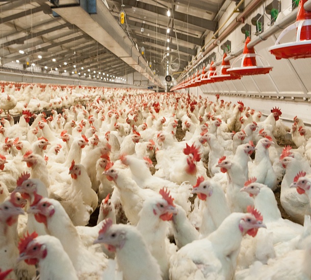 Growing and processing of broilers